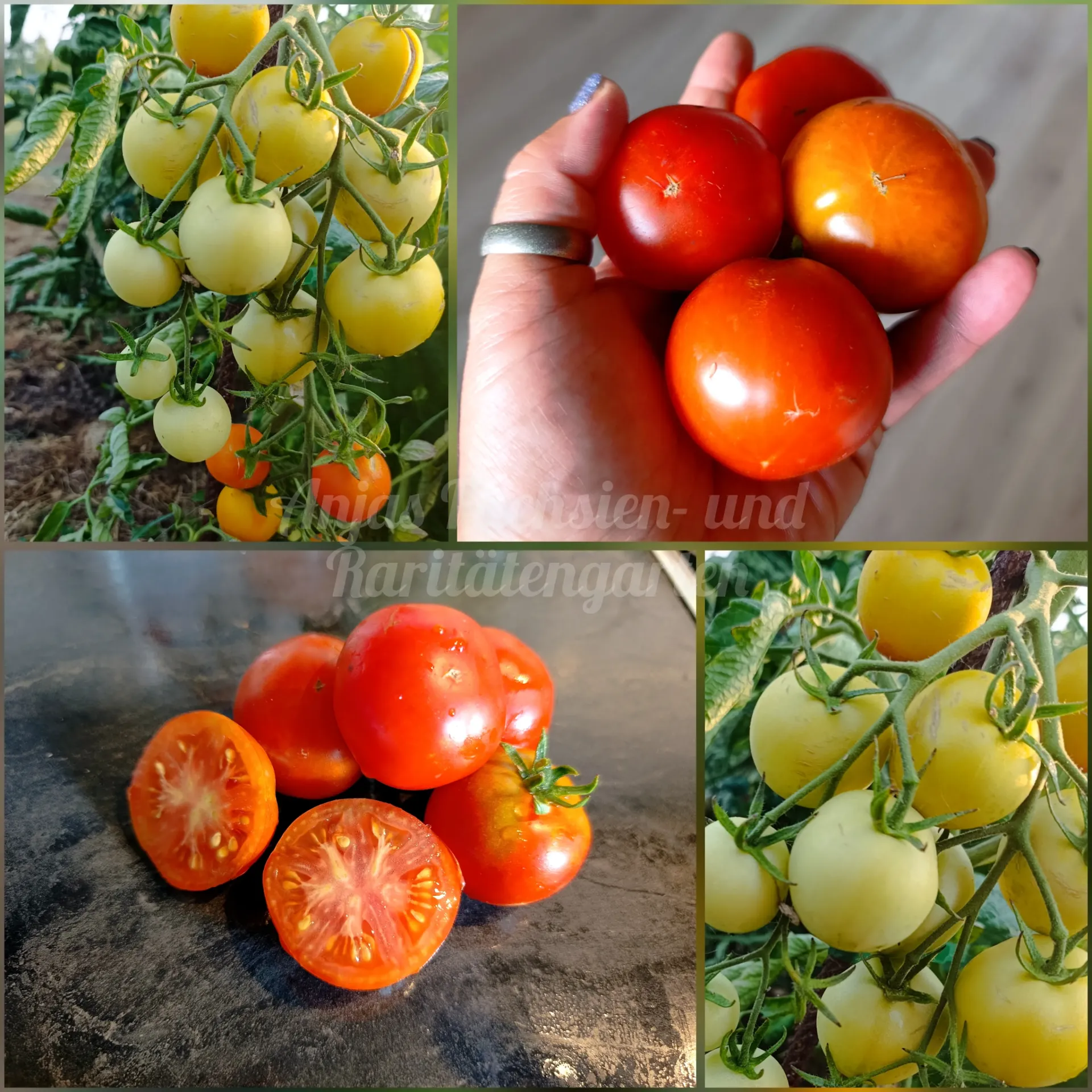 Tomate 'Earliana'