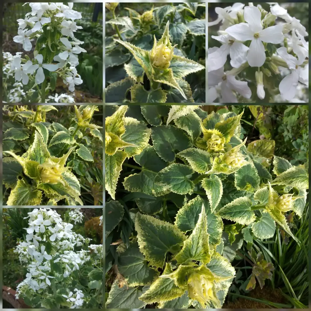 Judaspfennig (weißbunt)