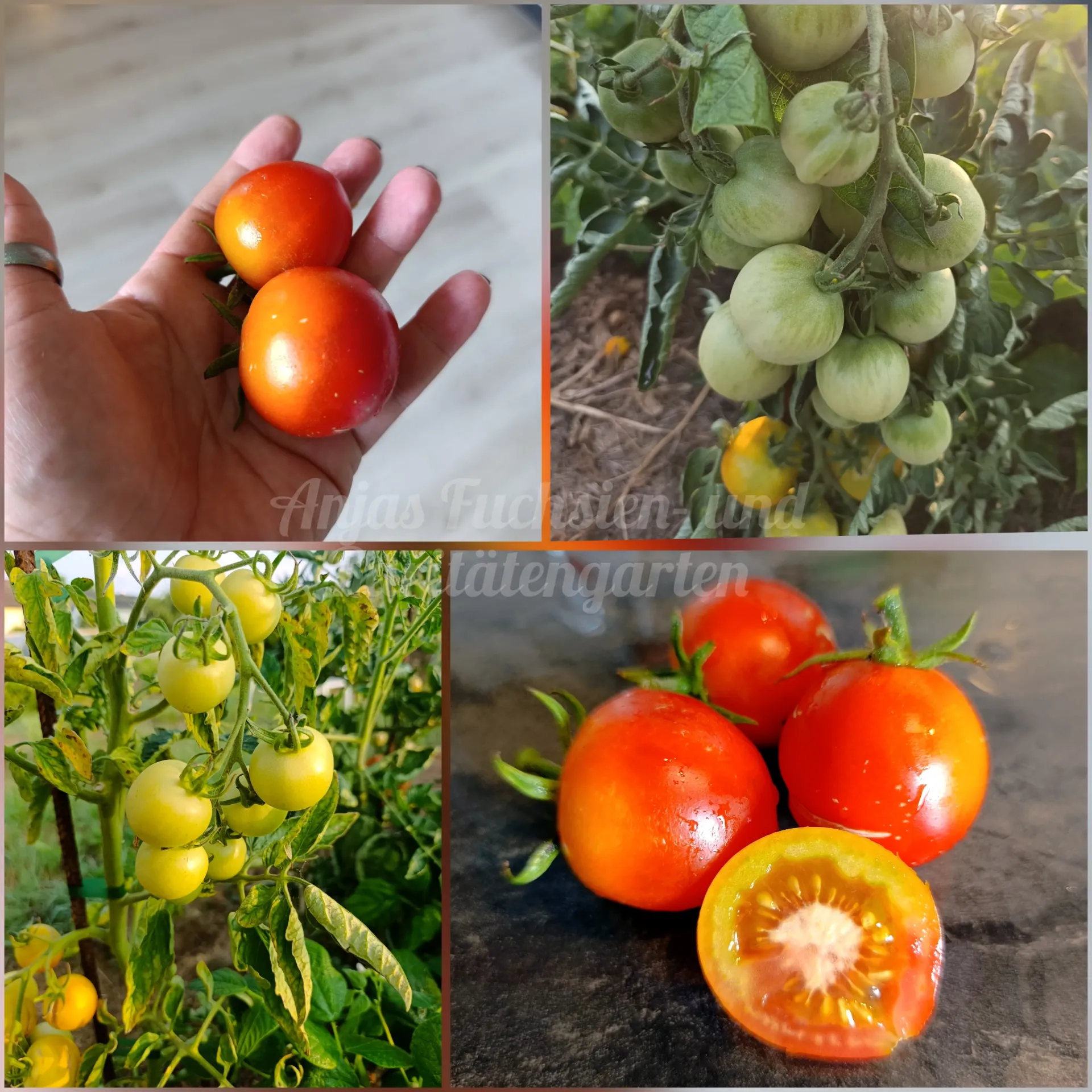 Tomate 'Impuls'