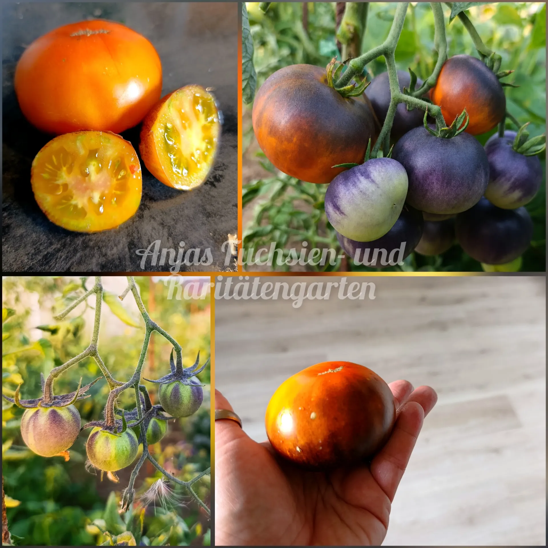 Tomate 'Ananas Bleu'