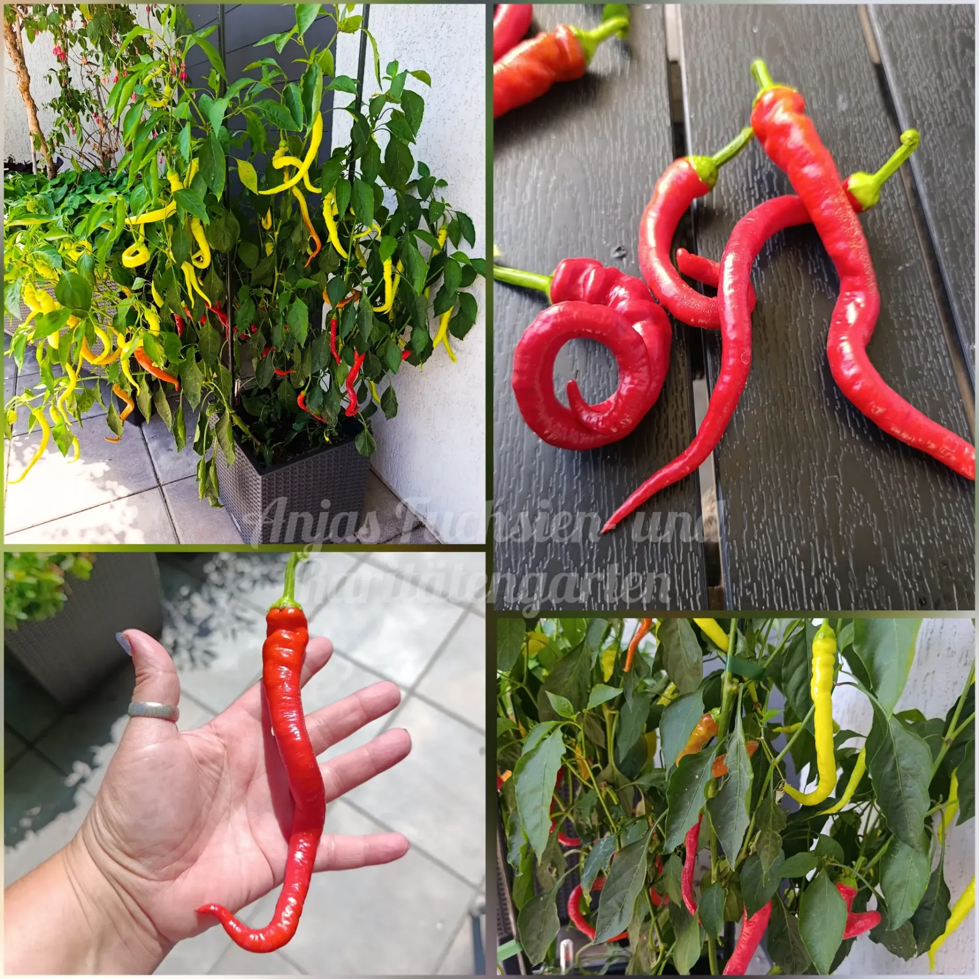 Chili 'Milder Spiral'
