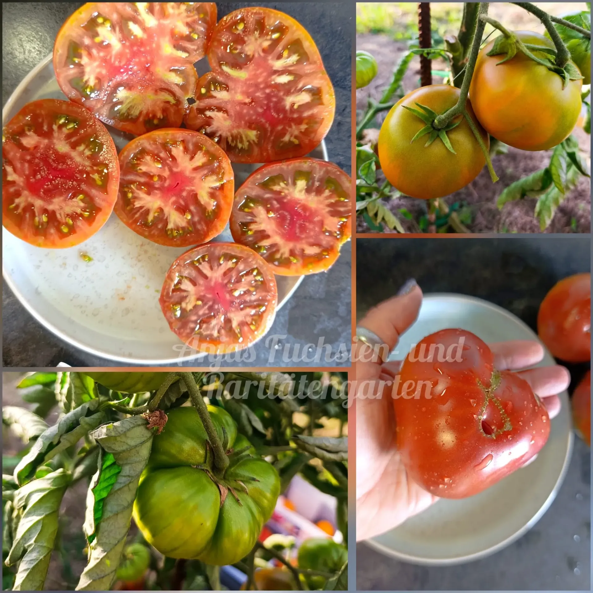Tomate 'Kaffee mit  Milch' (Кофе с молоком)