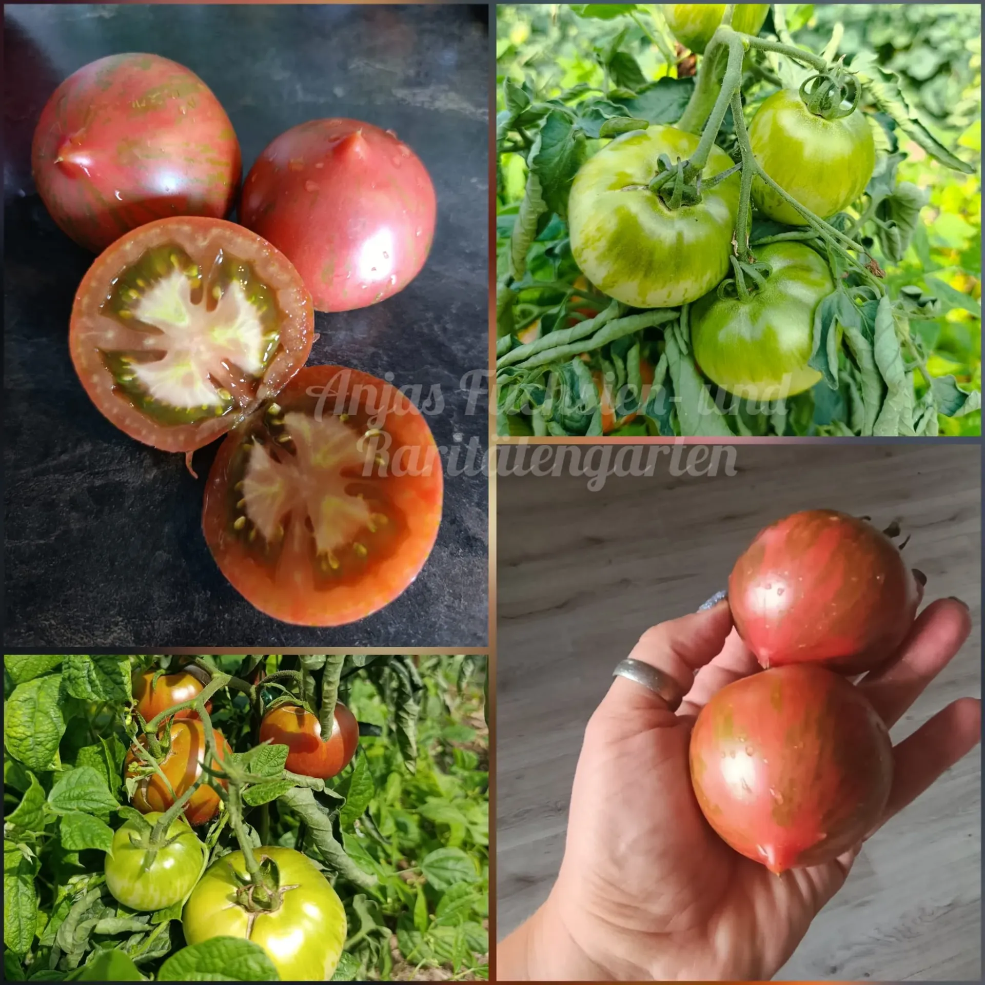 Tomate 'Kozula 128 Fiolet Ciemny'