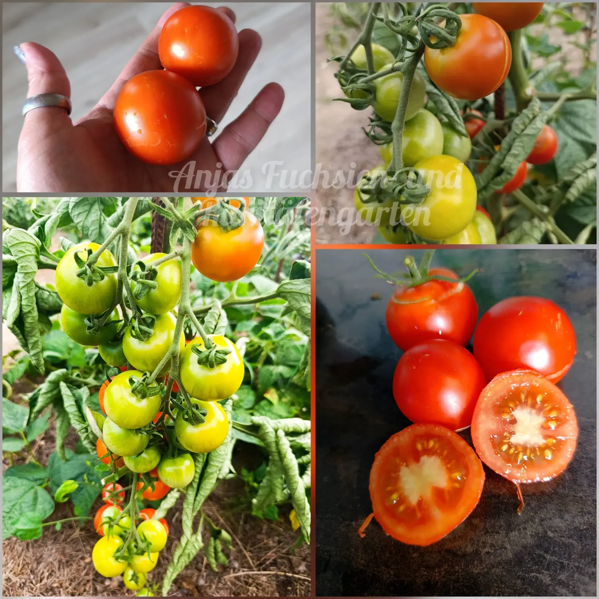 Tomate 'Heinemanns Vortreffliche'