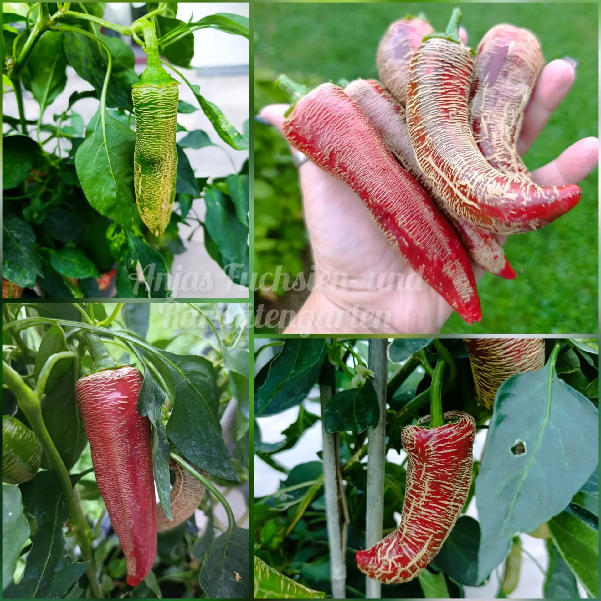 Chili 'Elefantenrüssel'