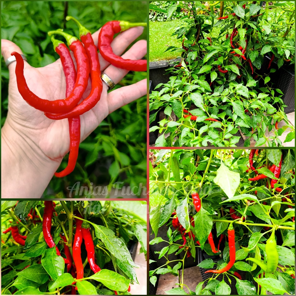 Chili 'Guindilla Bianca Vinagre'