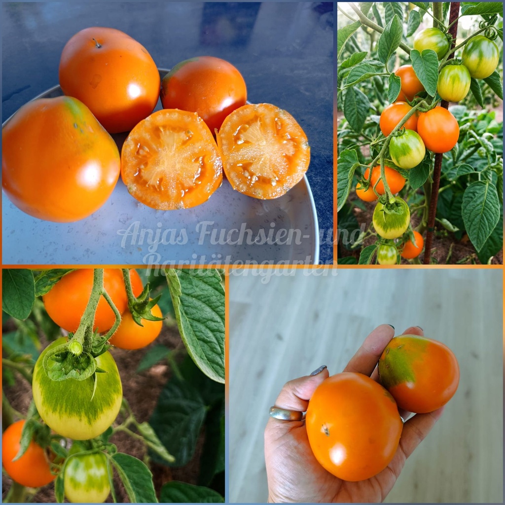 Tomate 'Aladdins Lampe'