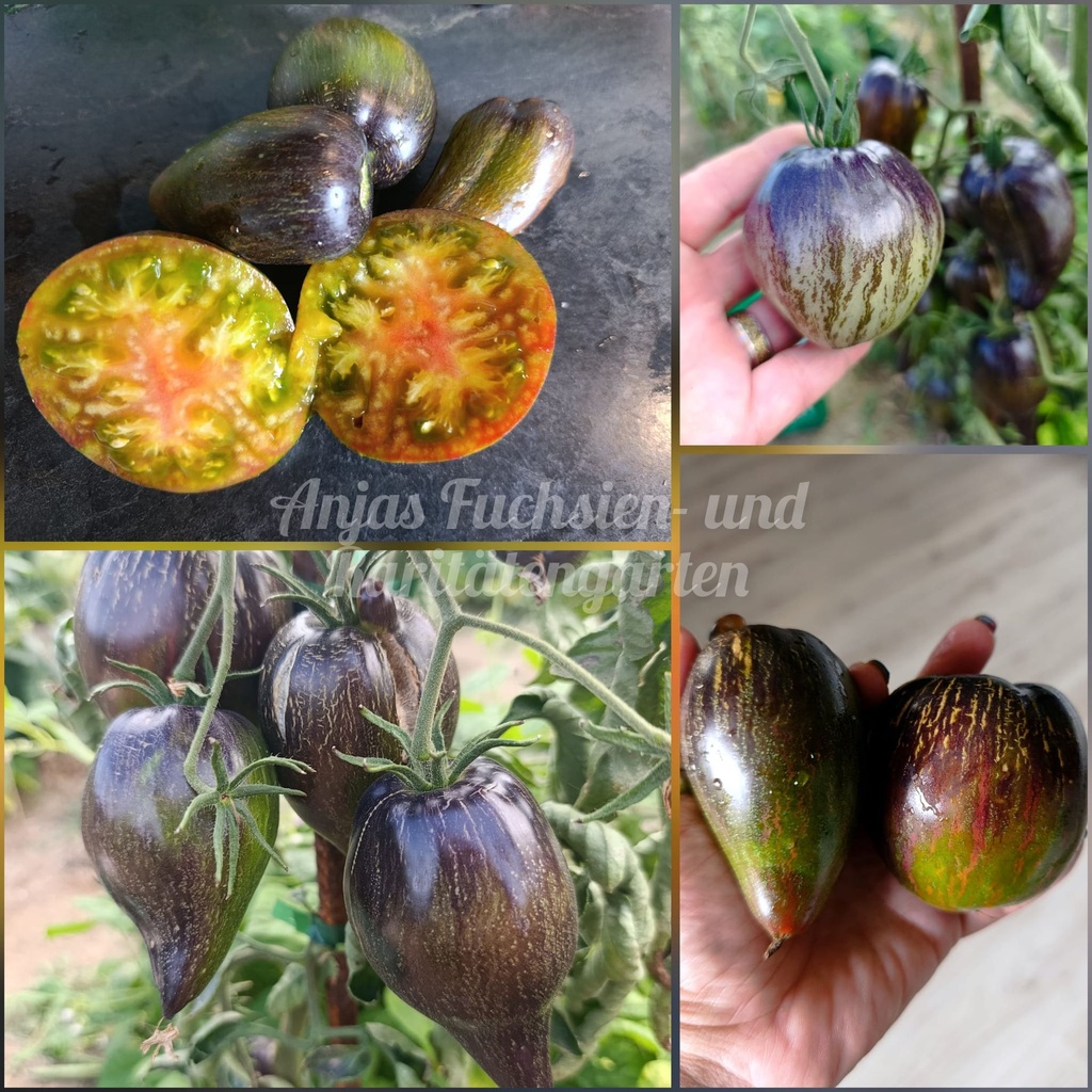 Tomate 'Victorias Salute' (Салют Виктории)