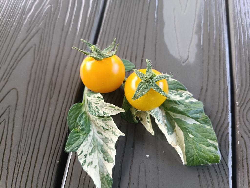 Tomate 'Orange Cherry variegata'