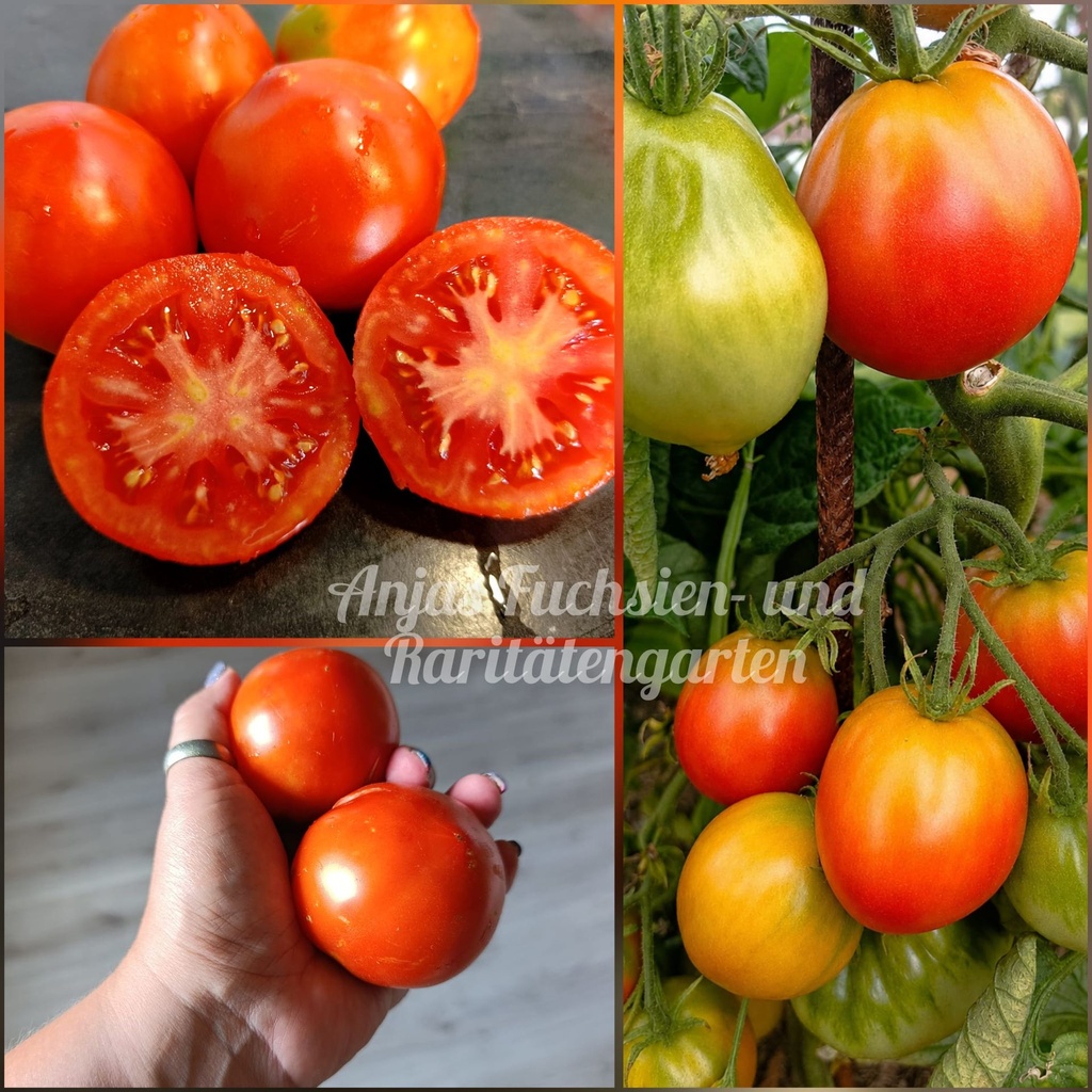 Tomate 'Japonski Trufel Red'