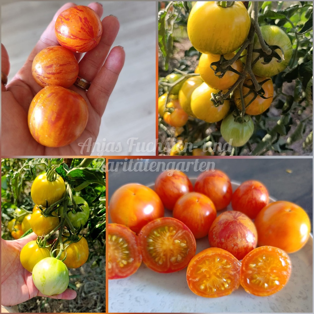 Tomate 'Anjas Superexotic'