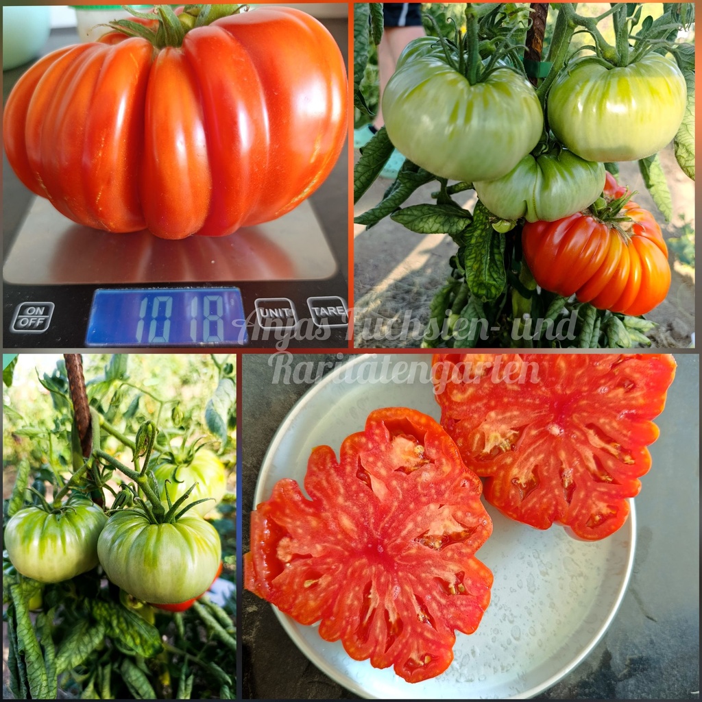 Tomate 'Giant of Siebenburgen'