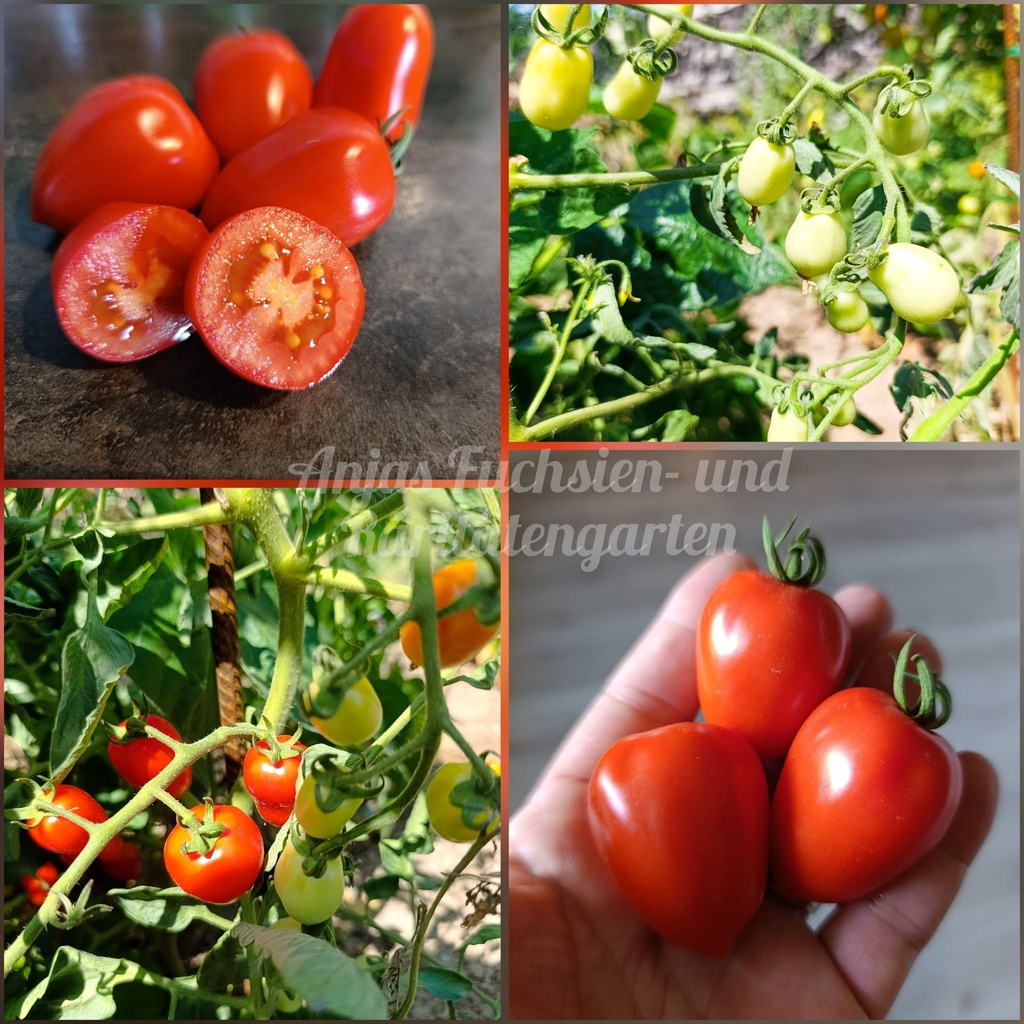Tomate 'Erdbeertomate'