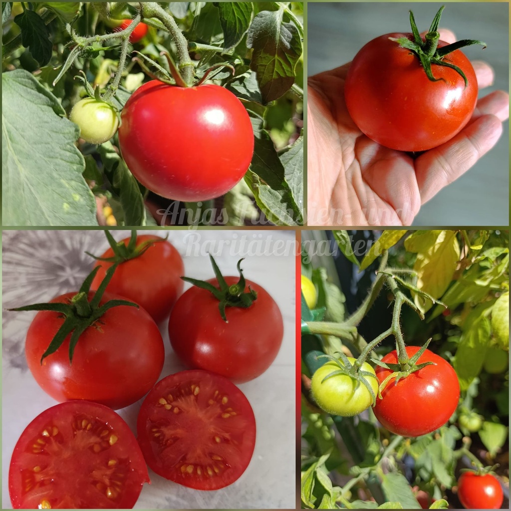 Tomate 'Heinz 1350'