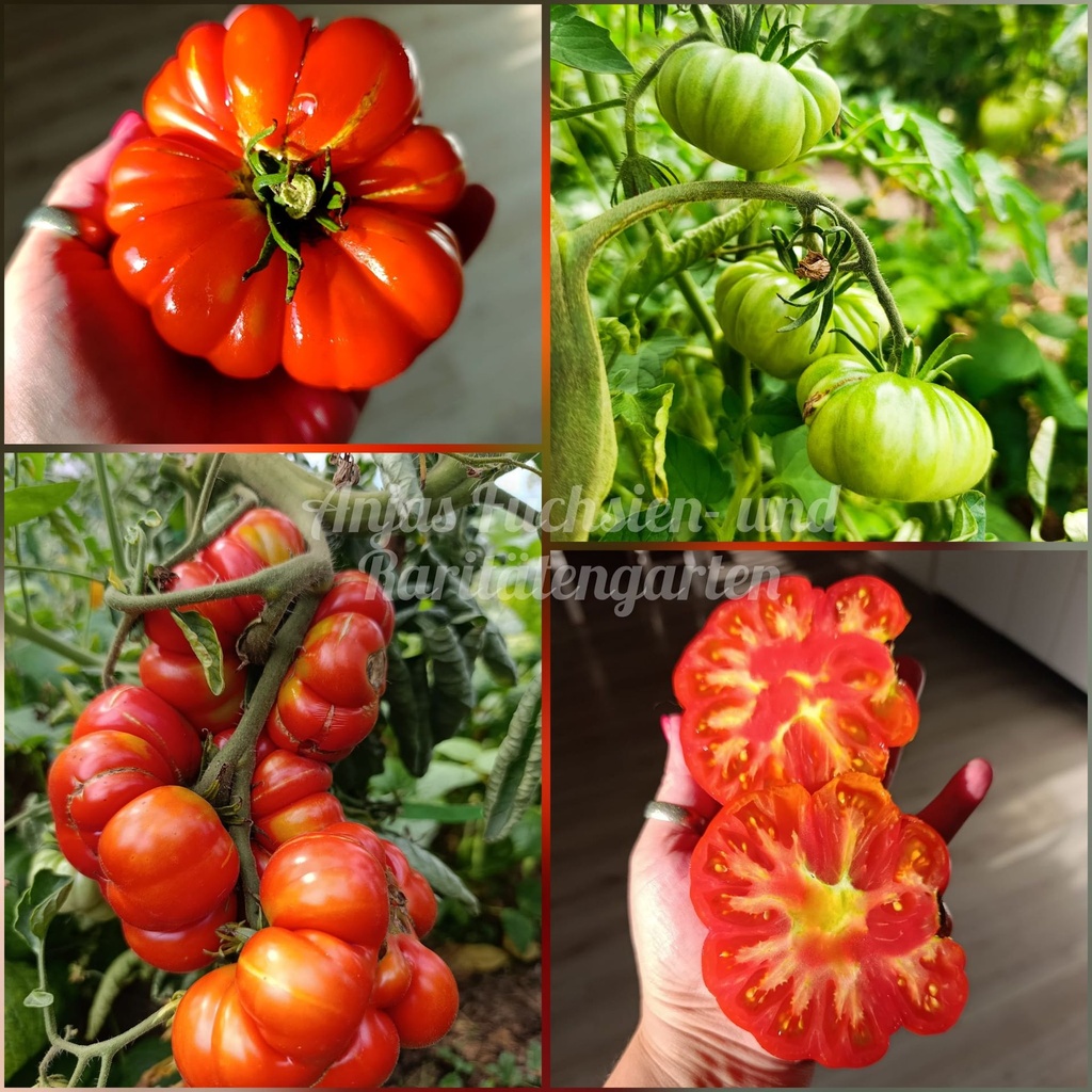 Tomate 'Ficarazzi'