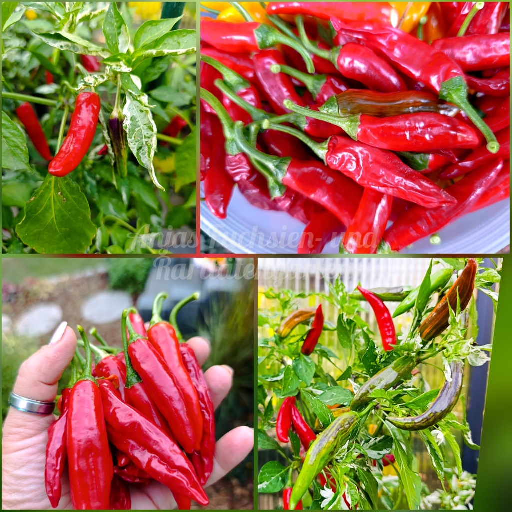 Chili 'Chloes Devil Dog Long'