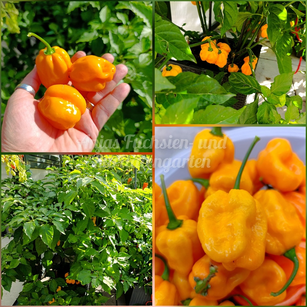 Habanero 'Madame Jeanette'