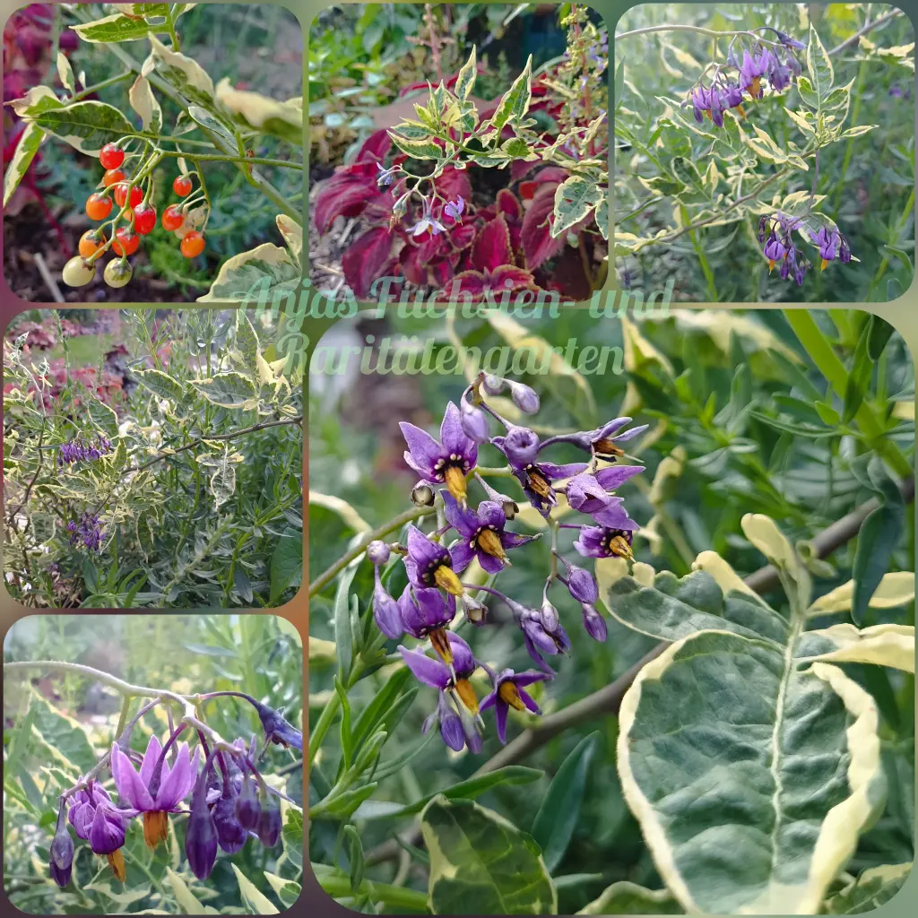 Bittersüßer Nachtschatten