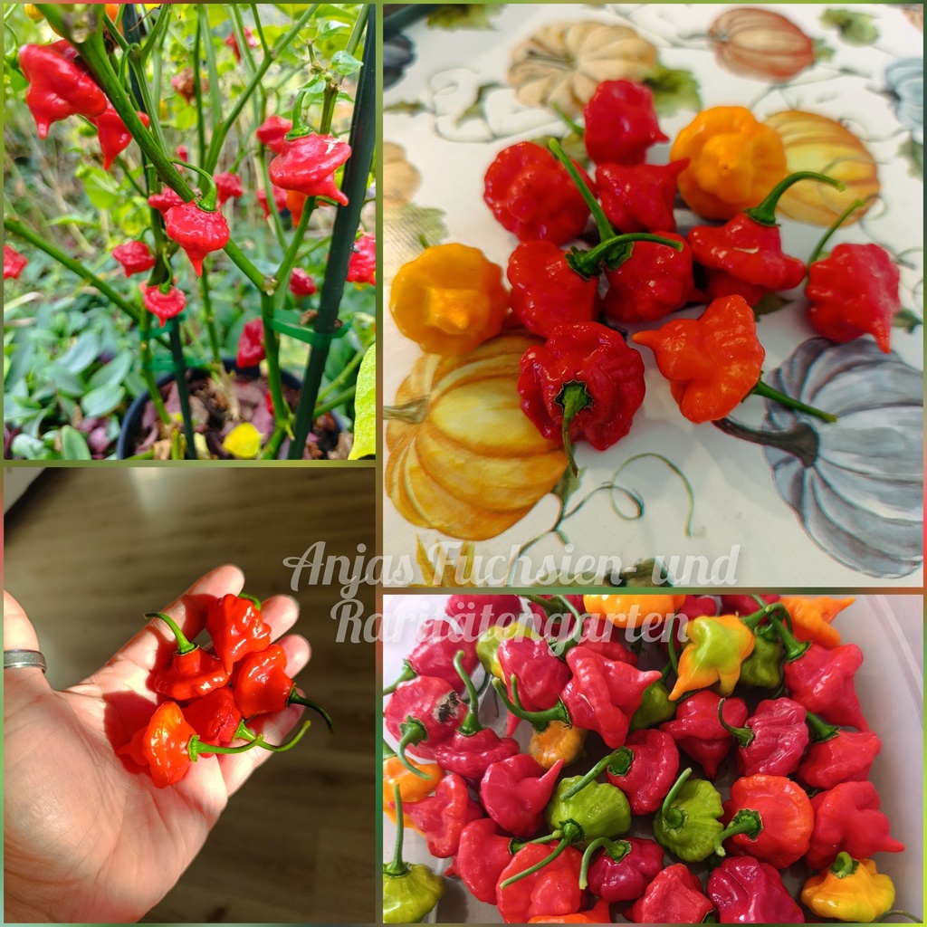Chili 'Turks Cap'