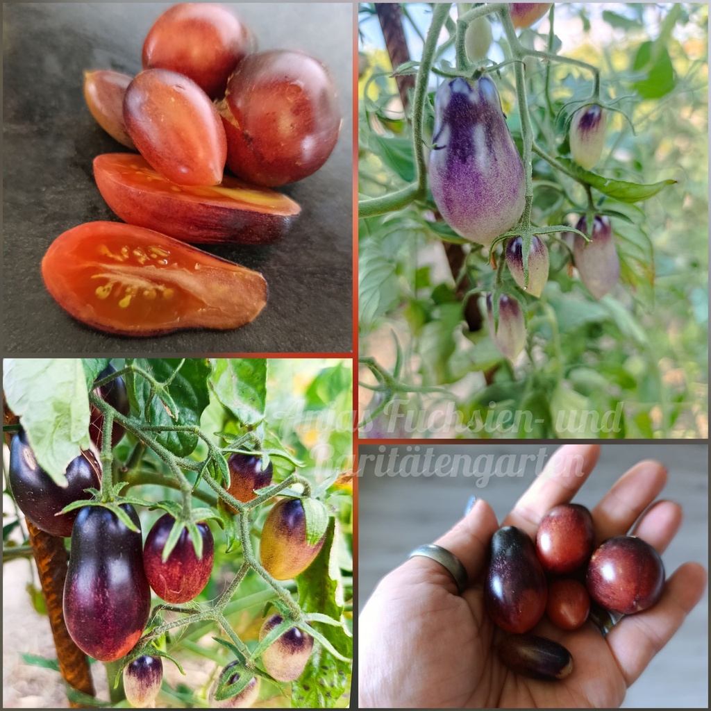 Tomate 'Märchenfee'