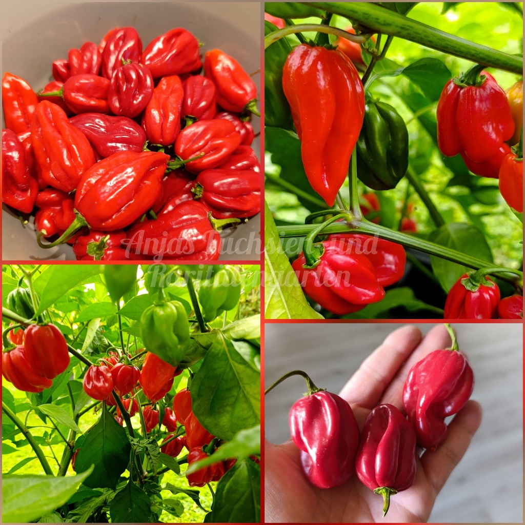 Habanero 'Caribbean Red'
