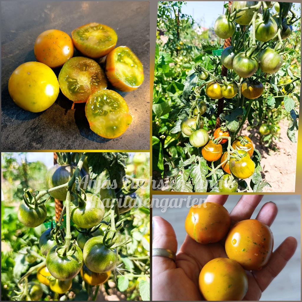Tomate 'Copper Olive'