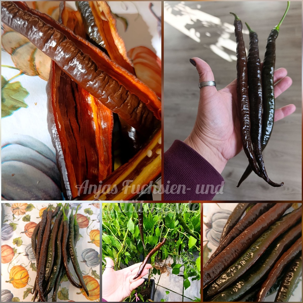Chili 'Lazzaretto Chocolate'