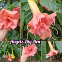 Engelstrompete 'Angels Big Ben' Steckholz