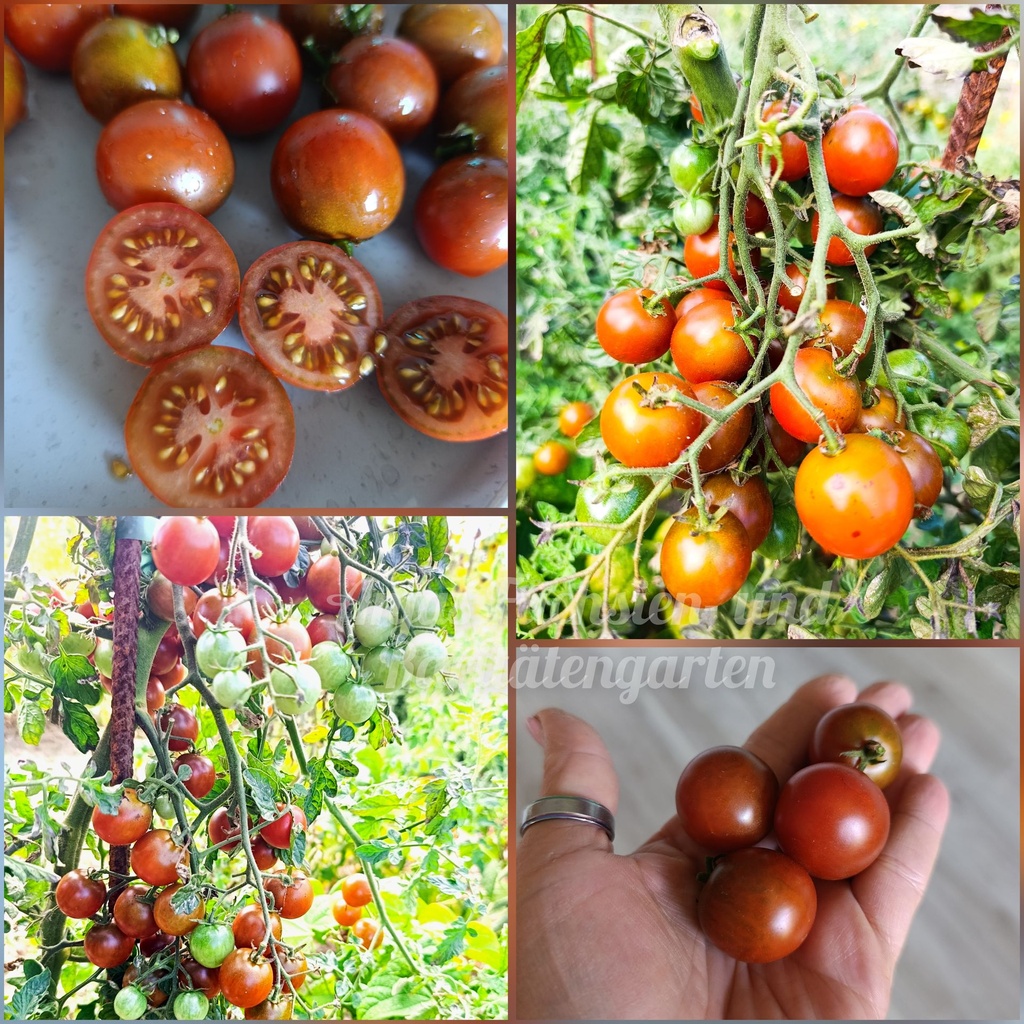 Tomate 'Cappuccino'