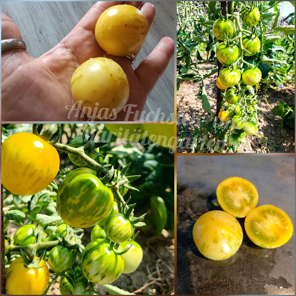 Tomate 'Yellow Vernissage'