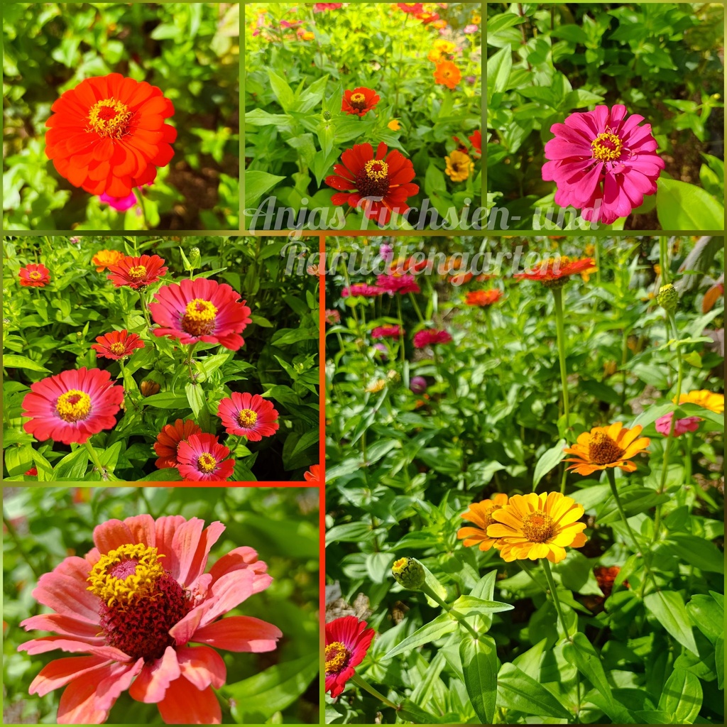 Bunte Zinnien
