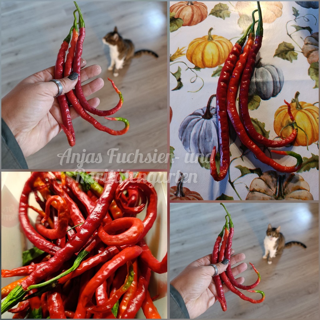 Chili 'XXL Longhorn mild'