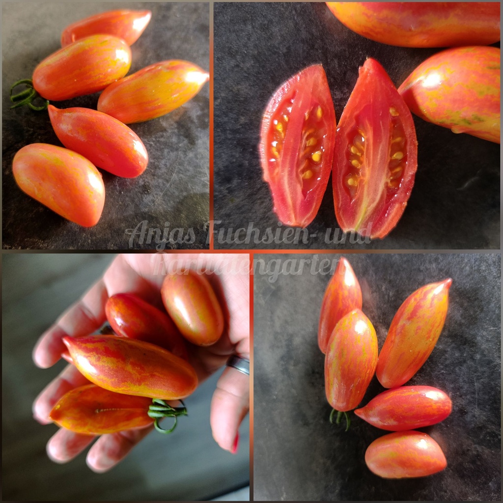 Tomate 'Pink Tiger'