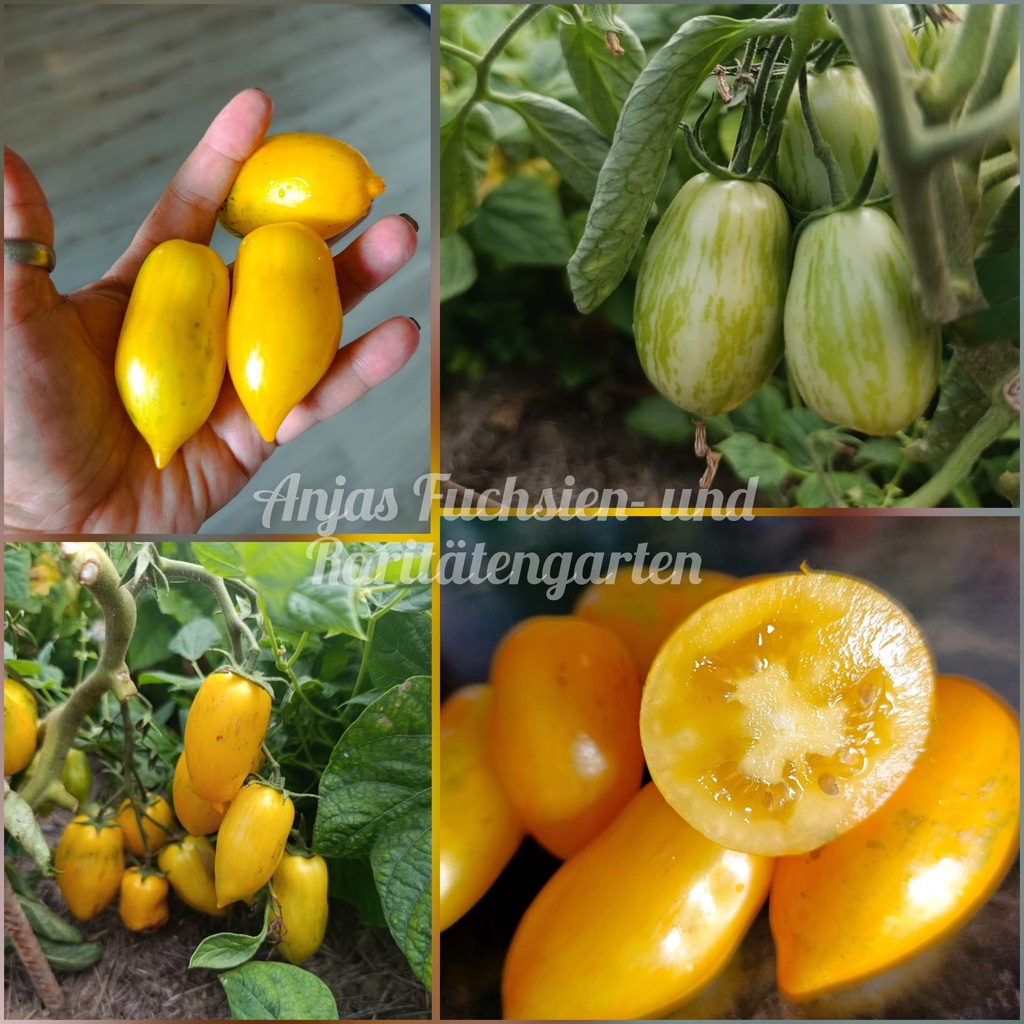 Tomate 'Banana Legs'