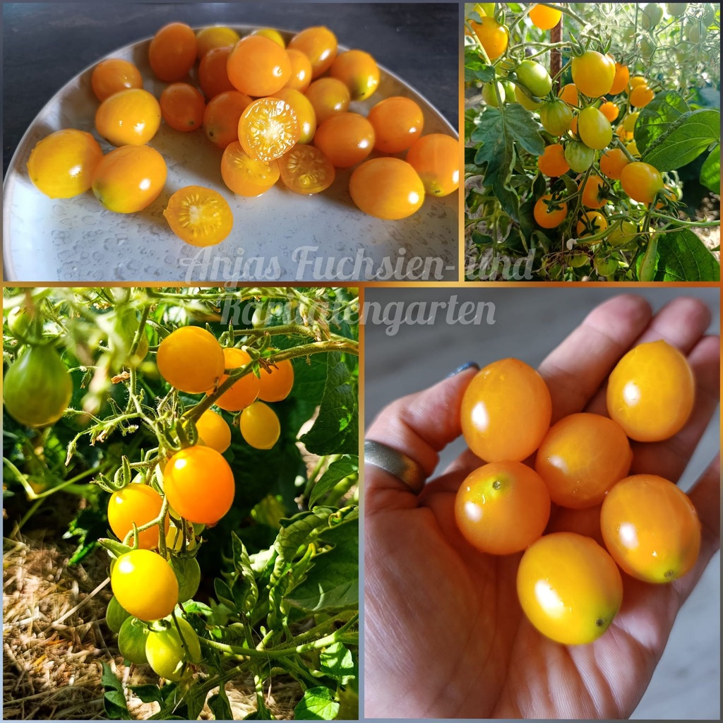 Tomate 'Bolivianische Obsttomate'