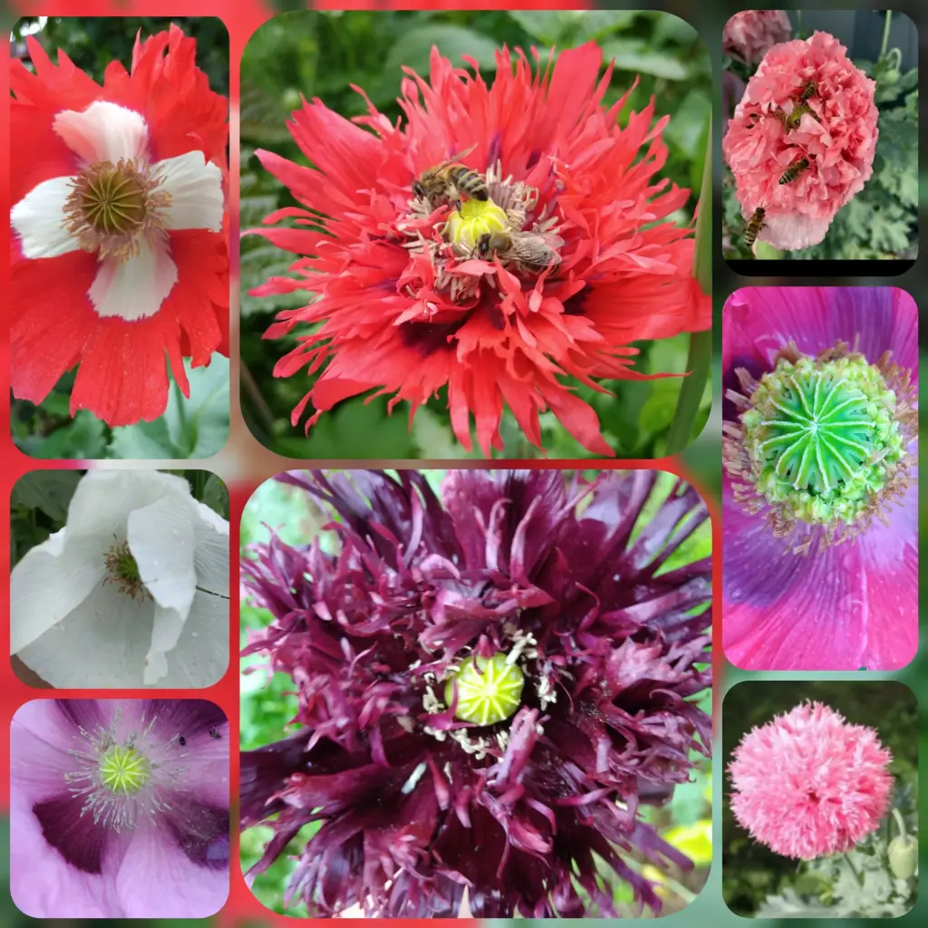 Ziermohn (hohe Sorten)