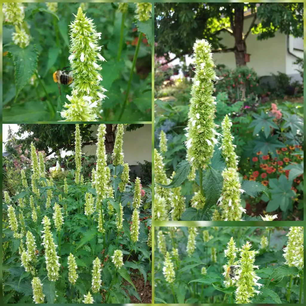 Asiatische Duftnessel (weiß)