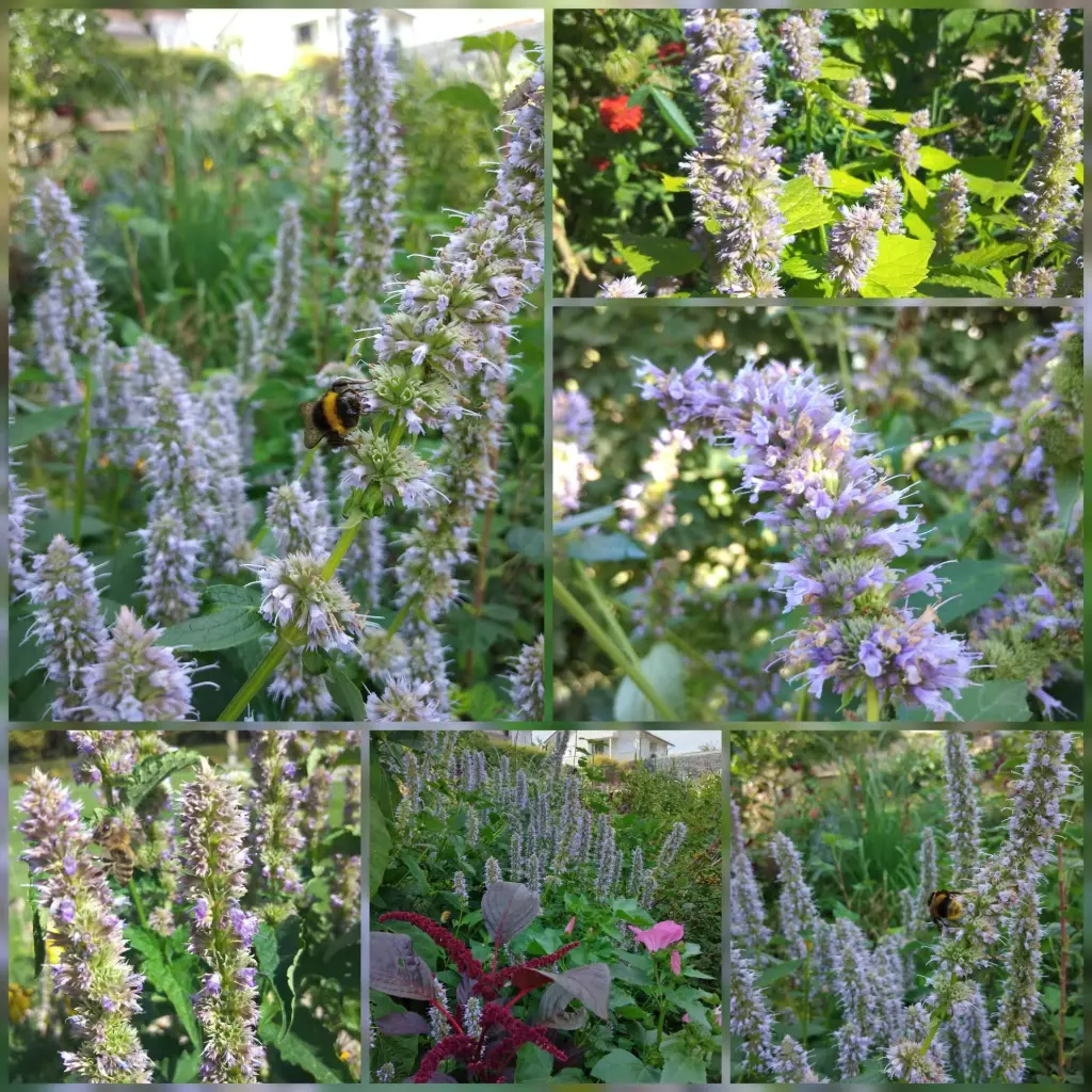 Asiatische Duftnessel