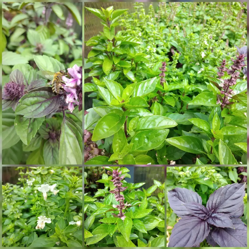 Basilikum (Heiliges/Tulsi)
