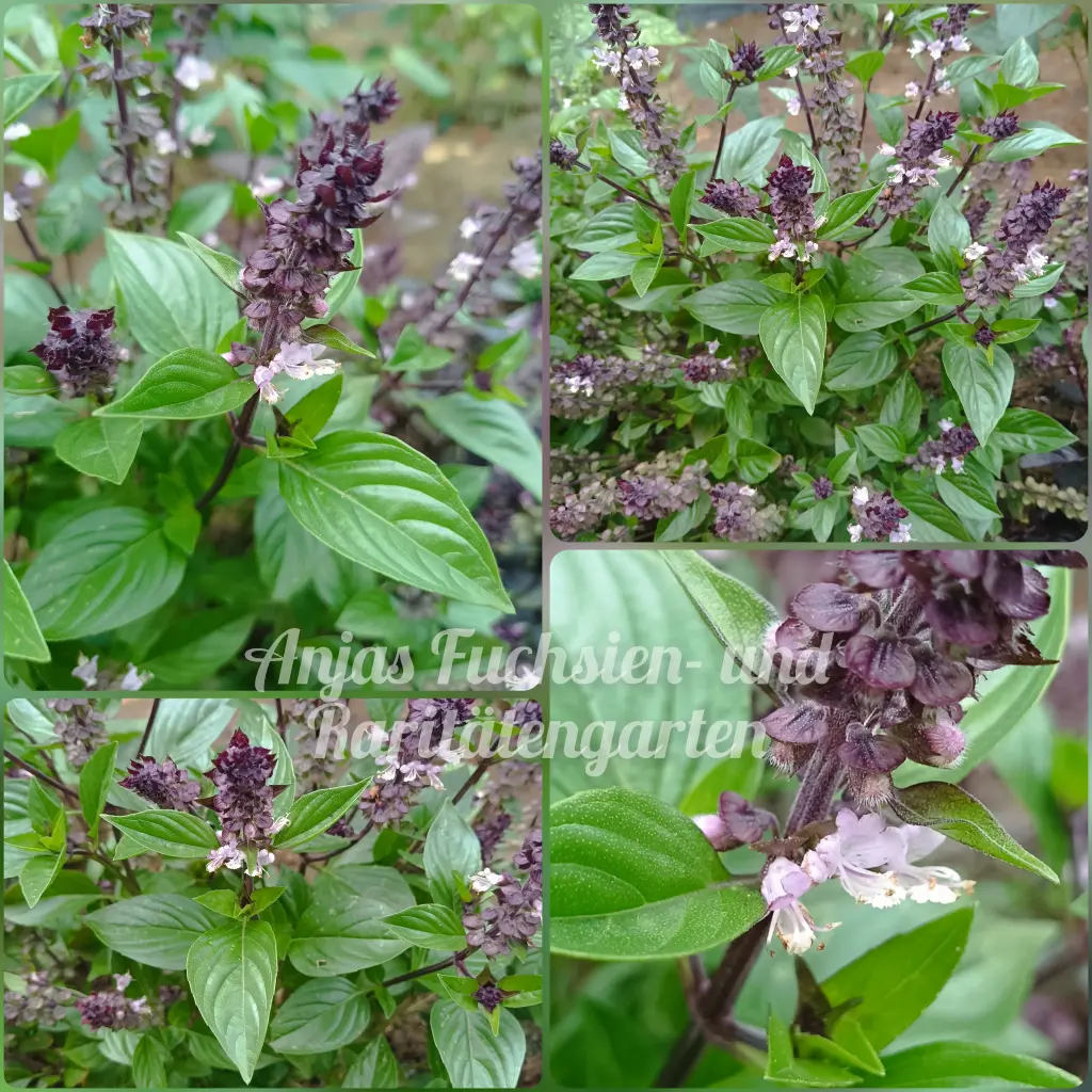 Basilikum (Lakritz/Thai)