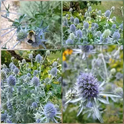 Blauer Mannstreu
