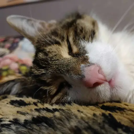 Echte Katzenminze