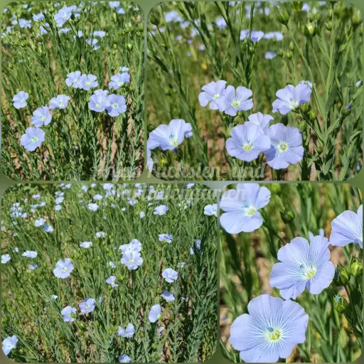 Echter Lein