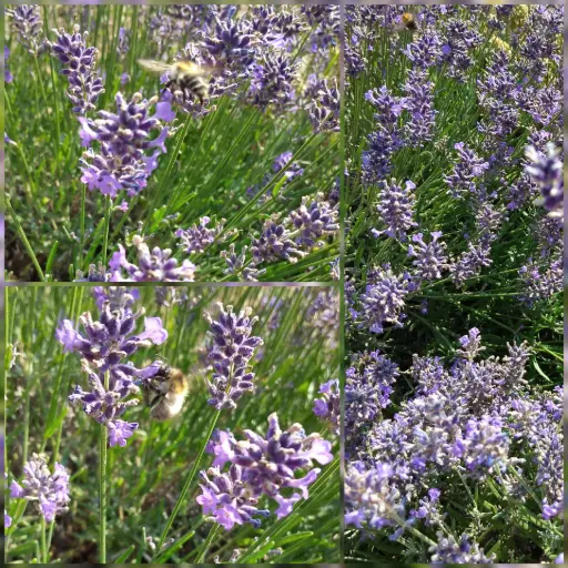 Echter Lavendel