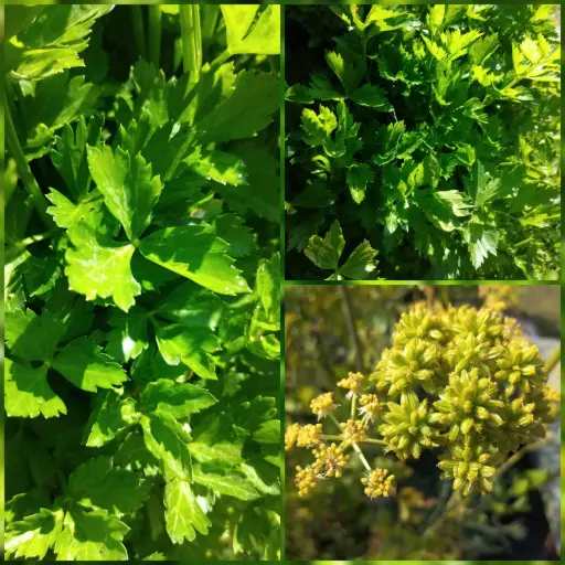 Echtes Maggikraut (Liebstöckel)