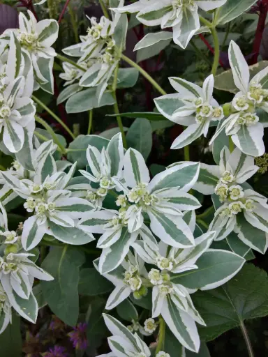 Bergschnee