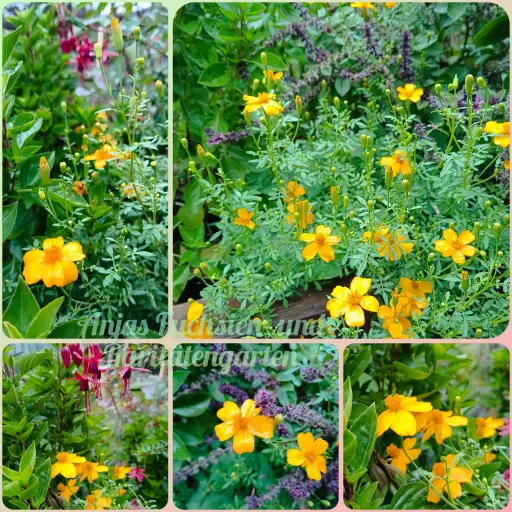 Mexikanische Gewürztagetes