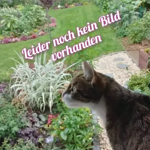 Bergursinie