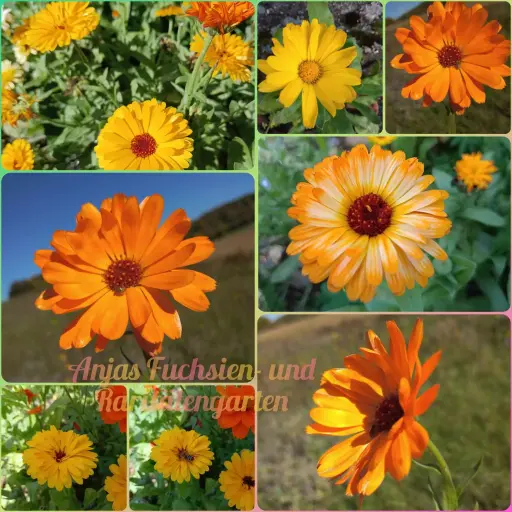 Ringelblumen (Mix)