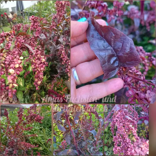 Rote Gartenmelde
